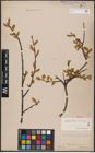 Foto von Salix aurita L. x Salix cinerea L.